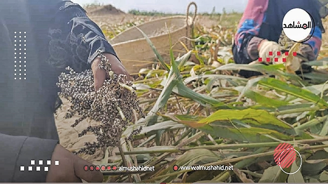 استعادة زراعة الحبوب في أبين